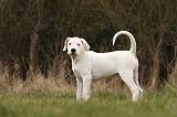 DOGUE ARGENTIN 092
